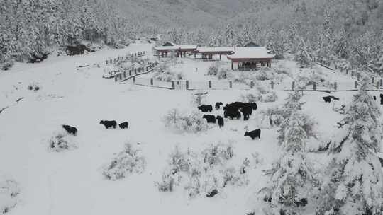 西藏雪景牦牛 航拍 4K