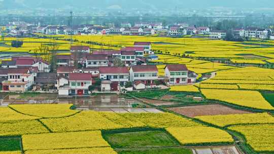 美丽乡村油菜花航拍