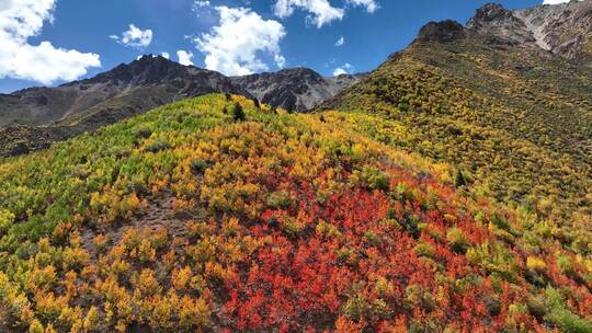 无人机航拍西藏林芝地区高山上的一抹秋景