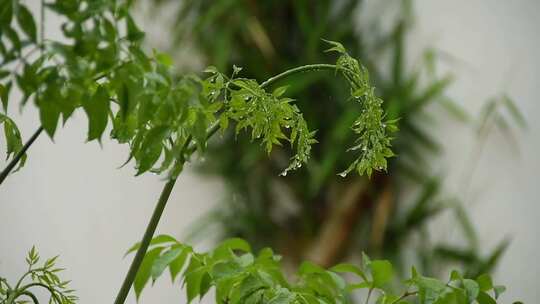 雨中嫩叶