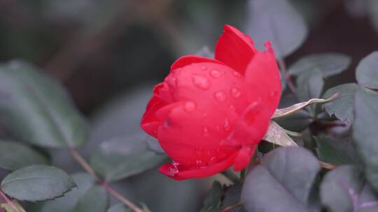 月季花-玫瑰花视频素材模板下载