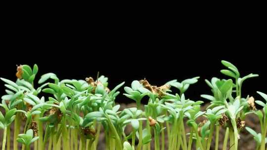 豆芽发芽 生长延时 嫩芽生长 植物生长