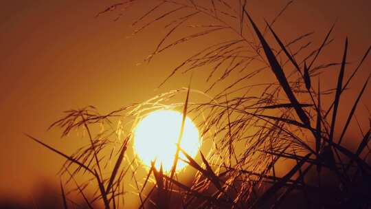 夕阳下随风摇曳的芦苇花