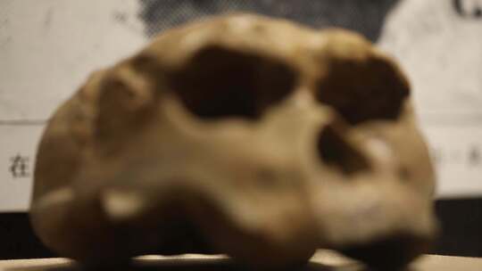 博物馆化石人类头骨
