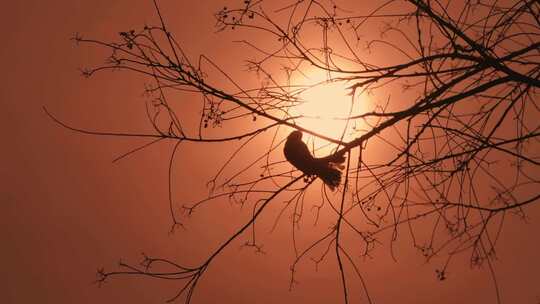 夕阳中树枝上的鸟