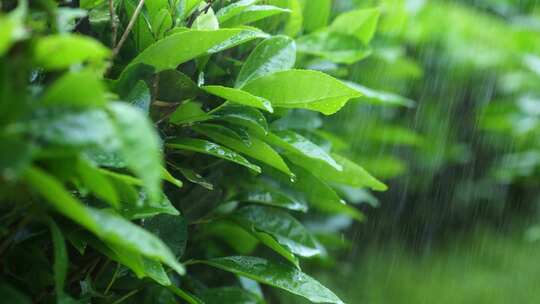 下雨天树叶雨水滴叶子茶树雨水雨滴茶叶特写