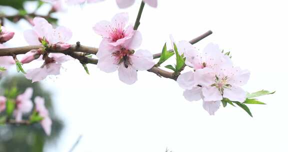 唯美盛开粉色桃花特写