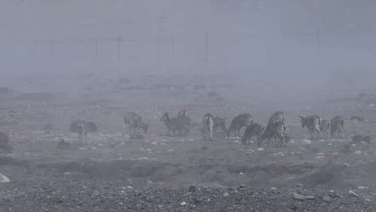 西藏大雪中的岩羊群