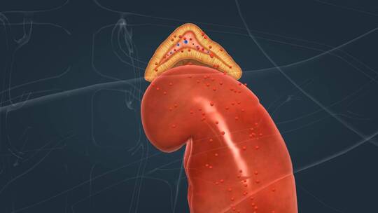 医学人体器官肾脏内分泌系统肾上腺三维动画视频素材模板下载