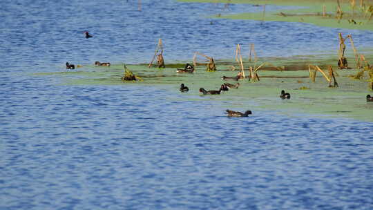 夏天池塘湿地小鸟觅食黑水鸡