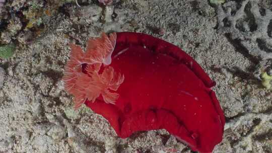 海洋生物学，海胆，珊瑚礁，海洋