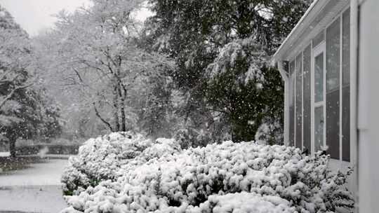 灌木，树枝，雪，落下