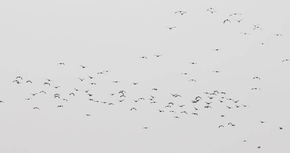 春天天空一群鸟飞翔