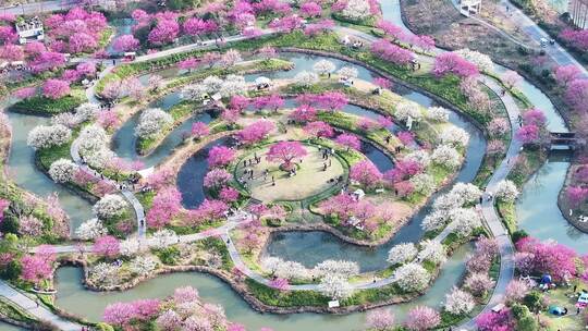 上海春天 梅花 花开海上