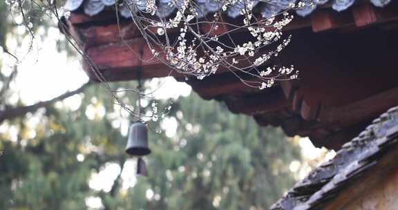 浙江天台国清寺隋梅绽放古建筑局部特写