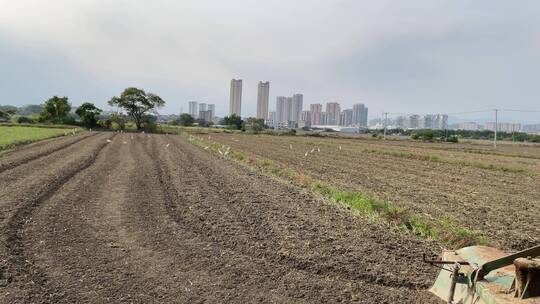 种植西红柿农耕菜田4K实拍视频