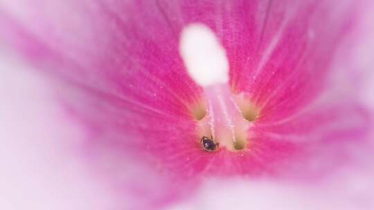 花朵里的小蚂蚁视频素材模板下载