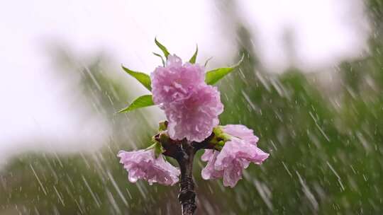 雨中花朵花瓣樱花绽放