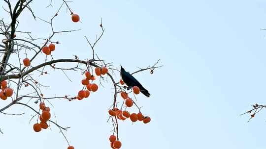 秋天柿子树上的小鸟在吃柿子