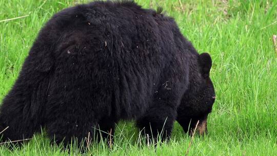 大黑熊在草地上放牧