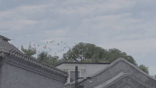 胡同鸽子 老北京文化 鸽子飞翔