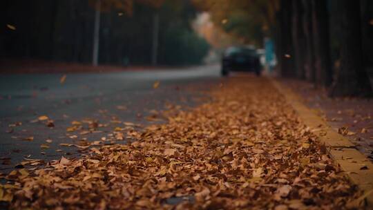秋天街道落叶慢镜头
