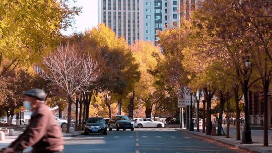 天津秋景泰安道五大道城市秋景落叶黄叶视频素材模板下载