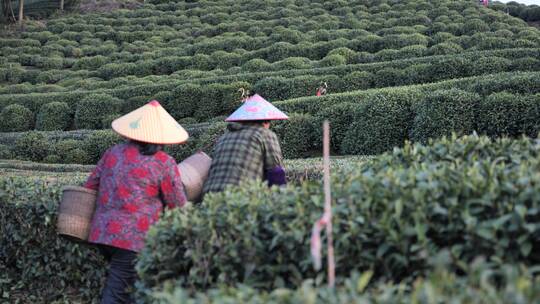 采茶妇女，采茶路上，茶园