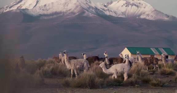 羊驼，咀嚼，牛群，Sajama