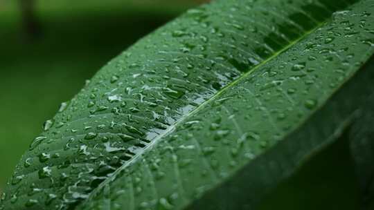 春雨落在嫩叶上