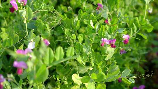 相机高清摄农村菜田豌豆花开(4)