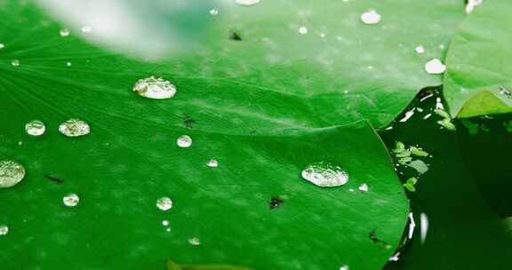 雨后荷叶上的露水珠