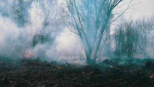 浓烟滚滚的树林里的大火