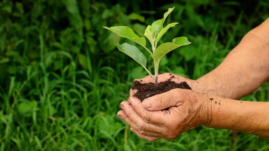 呵护成长培育种植幼苗孕育生命视频素材模板下载