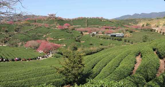 福建漳平龙岩永福樱花茶园