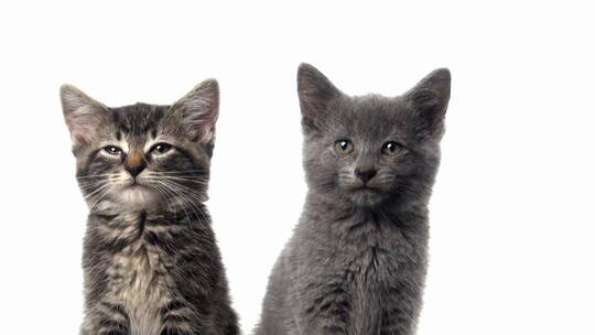 两个可爱的小猫视频素材模板下载