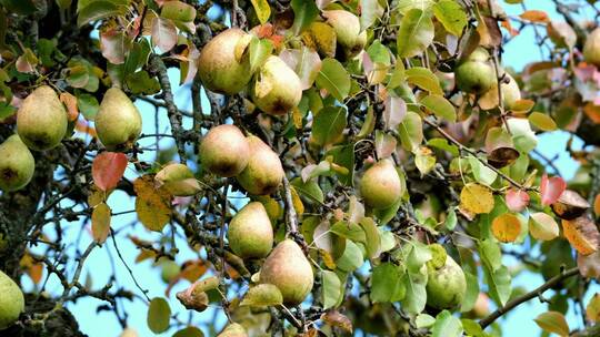 秋天丰收树上的梨子
