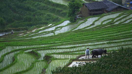 乡村水田中农民与水牛劳作的场景