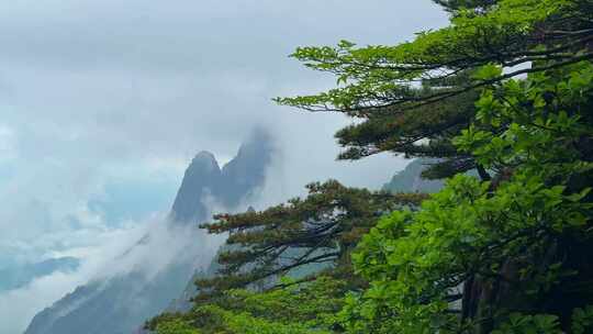 安徽黄山风景区雨后云海水墨风景区宣传片