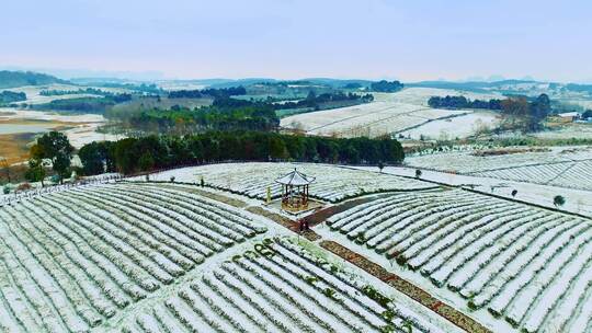 南方茶田雪景航拍