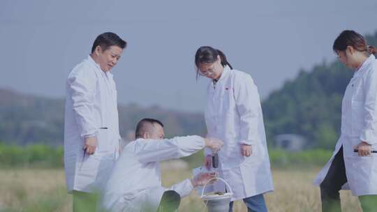 农田水稻土壤研究育种实验视频合集视频素材模板下载