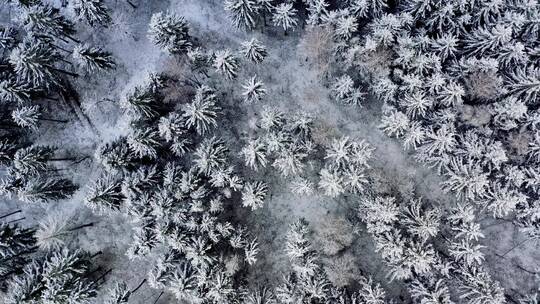 冰雪世界 雪松 雪