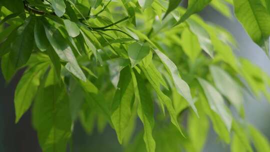 树叶绿叶叶子光影变化