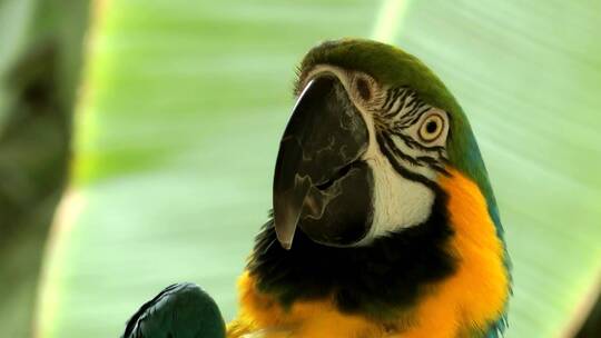 大自然中鹦鹉的特写镜头视频素材模板下载