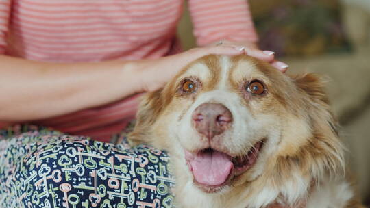 主人抚摸他牧羊犬