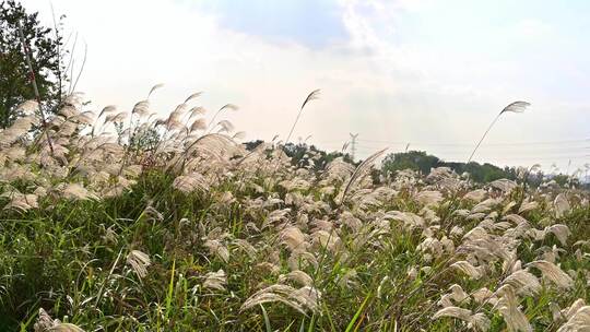 杭州余杭苕溪风光空镜 秋天的芦苇荡