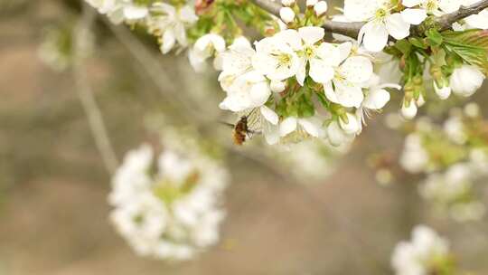 野苹果花上的蜜蜂。