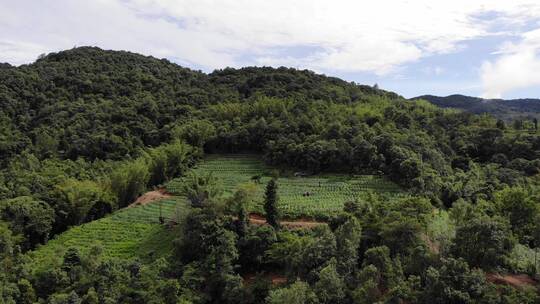 山区森林农田风景航拍