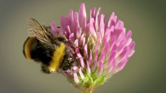 蜜蜂采花粉特写