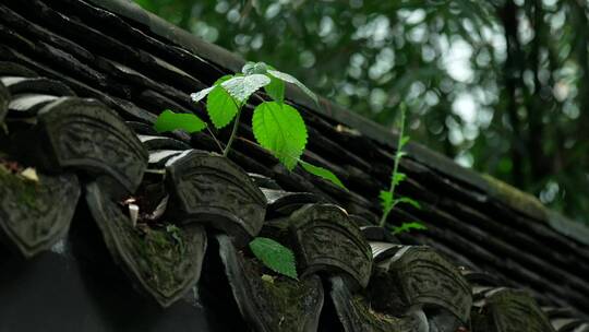 121 杭州 寺庙 古建筑 下雨天 屋檐